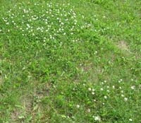
	
clover patch
	
	