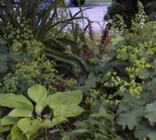 gold hosta with other shade-tolerant plants