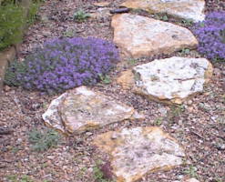  thyme blooms among patio stones 